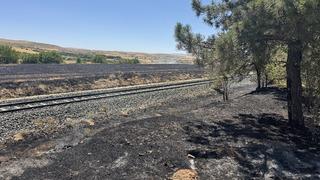 Elazığ'da anızda çıkıp ağaçlık alana sıçrayan yangın söndürüldü