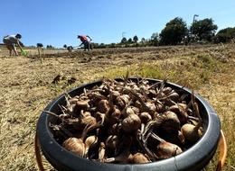 Dünyanın en pahalı baharatı Safran toprakla buluşuyor