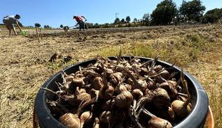 Dünyanın en pahalı baharatı Safran toprakla buluşuyor