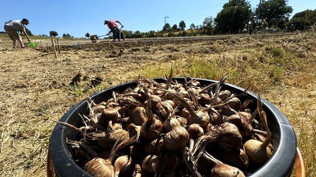 Dünyanın en pahalı baharatı Safran toprakla buluşuyor