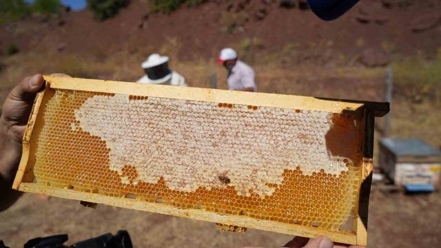 Erzincan’da kayıtlı arıcılık işletme sayısı bin 92