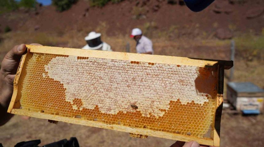 Erzincan’da kayıtlı arıcılık işletme sayısı bin 92