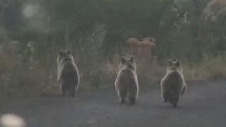 Yavru ayılar otomobile yol vermedi