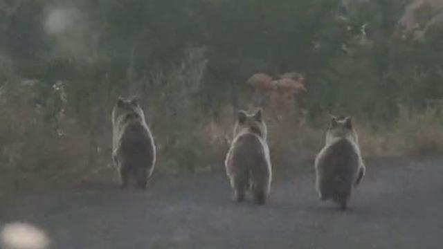 Yavru ayılar otomobile yol vermedi