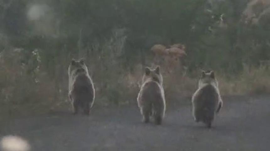 Yavru ayılar otomobile yol vermedi