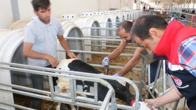 Erzincan il genelinde tüm hayvanlar şap hastalığına karşı aşılanıyor