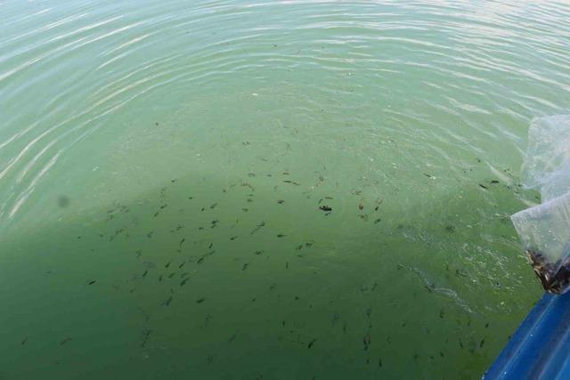 Erzincan’da Göyne Barajına 200 bin yavru sazan balığı bırakıldı 4