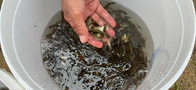 Erzincan’da Göyne Barajına 200 bin yavru sazan balığı bırakıldı 3