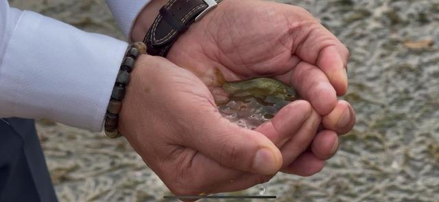 Erzincan’da Göyne Barajına 200 bin yavru sazan balığı bırakıldı 2