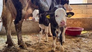 Şanlıurfa'da şap hastalığıyla mücadele devam ediyor