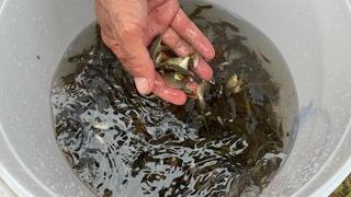 Göyne Barajı'na 200 bin yavru sazan balığı bırakıldı