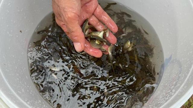 Göyne Barajı'na 200 bin yavru sazan balığı bırakıldı