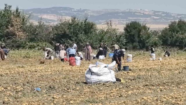 Patates tarlasındaki ürünleri ücretsiz dağıttı 6