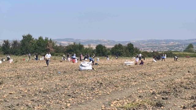 Patates tarlasındaki ürünleri ücretsiz dağıttı 5
