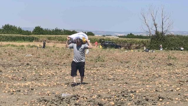 Patates tarlasındaki ürünleri ücretsiz dağıttı 4