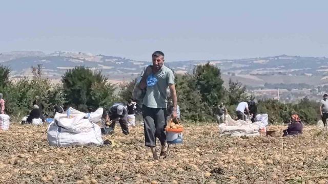 Patates tarlasındaki ürünleri ücretsiz dağıttı 3