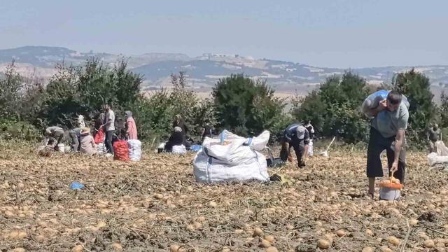 Patates tarlasındaki ürünleri ücretsiz dağıttı 2