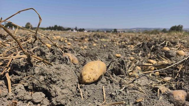Patates tarlasındaki ürünleri ücretsiz dağıttı 1