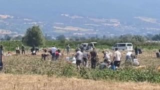 Patates tarlasındaki ürünleri ücretsiz dağıttı