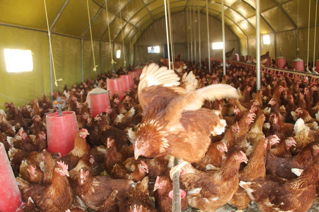 Marketler ondan alıyor! 30 tane ile hobi olarak başladı, tek başına çalışıyor  Yetişemiyorum  1