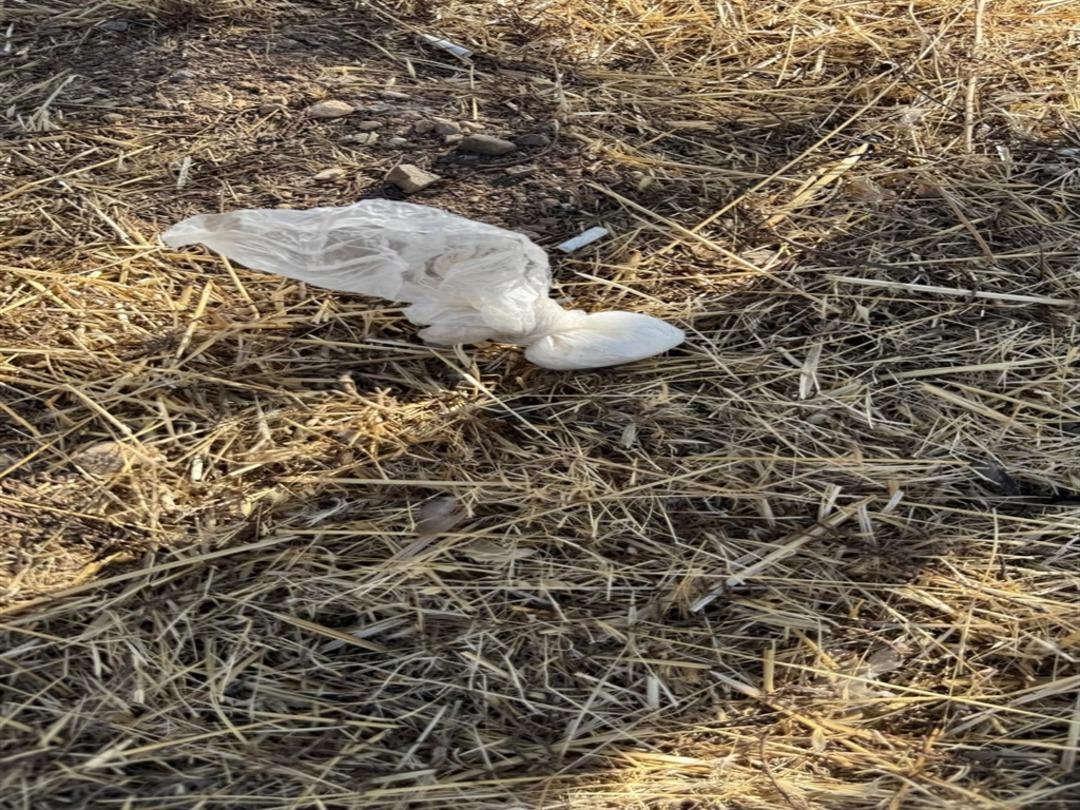 Akılalmaz olay! Otomobiliyle polise çarpıp kaçan avukatın attığı paketten uyuşturucu çıktı: O avukat serbest bırakıldı 2