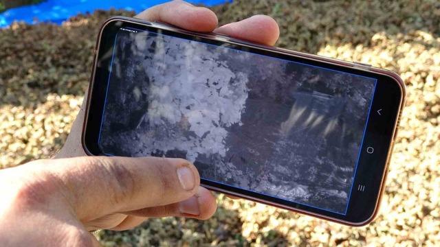 Fındığının çalındığını sandı, kamerada domuz çıktı 1