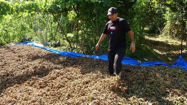 Fındığının çalındığını sandı, kamerada domuz çıktı 2