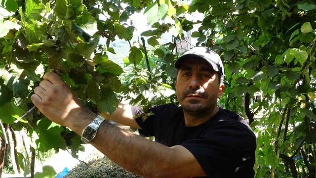 Fındığının çalındığını sandı, kamerada domuz çıktı 3