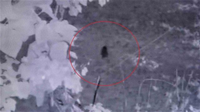 Fındığının çalındığını sandı, kamerada domuz çıktı 4