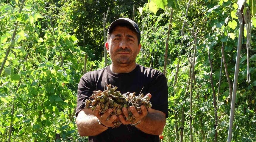 Fındığının çalındığını sandı, kamerada domuz çıktı