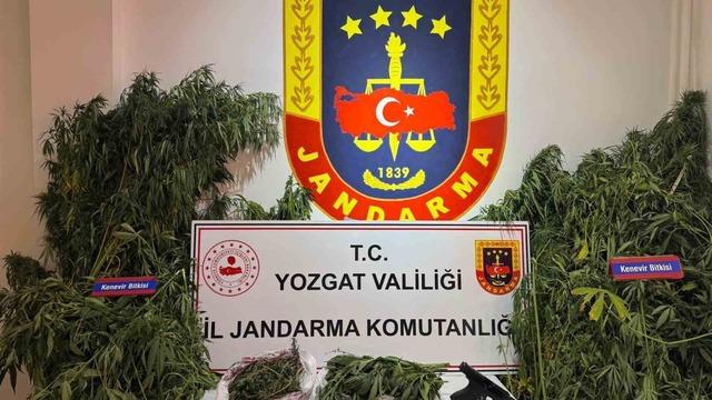 Yozgat’ta uyuşturucu operasyonu: Bin 135 kök kenevir ele geçirildi