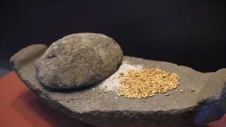 Hititlerin kutsal şehri Nerik'te 20. yıl: Karadeniz’in en eski 3 bin yıllık fındığı bulundu! Kazı başkanı: Dünyada 3 tane olan çapadan biri çıktı 