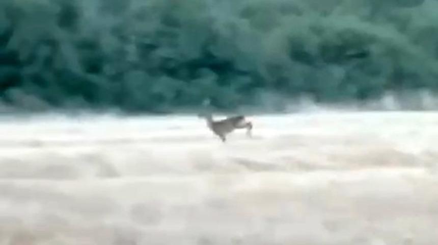 Çanakkale'de alevler arasından kaçan karaca cep telefonu kamerasına yansıdı