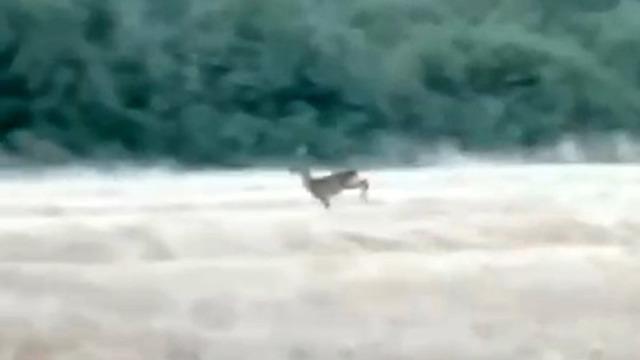 Çanakkale'de alevler arasından kaçan karaca cep telefonu kamerasına yansıdı