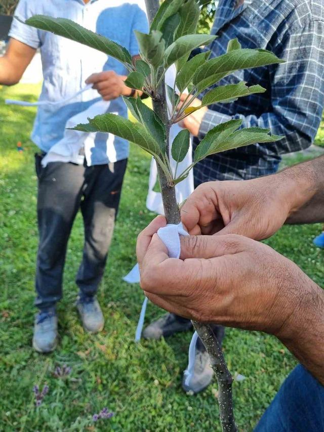 Kars’ta meyve ağaçları aşılanıyor 1