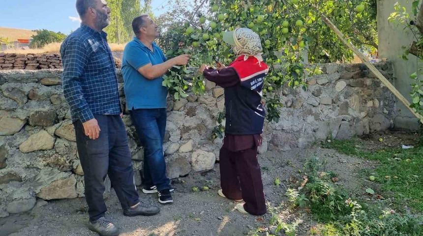 Kars’ta meyve ağaçları aşılanıyor