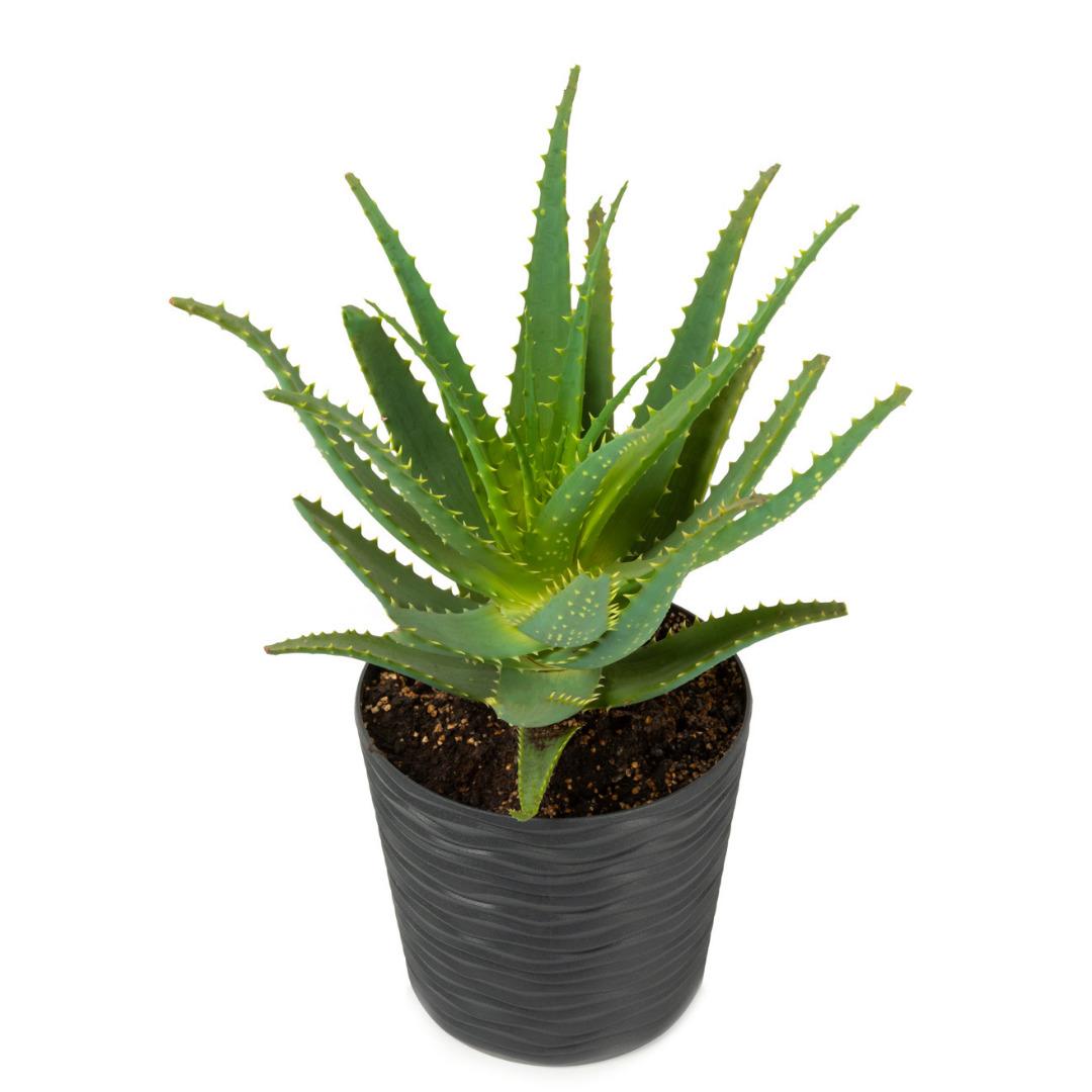 Yaşam alanınıza doğayı taşıyın! Fidanistanbul da %60 a varan indirim başladı 1