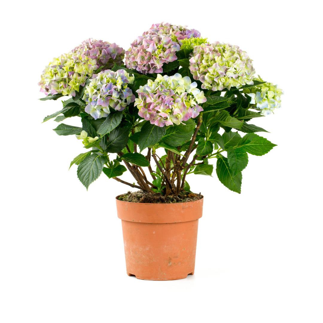 Yaşam alanınıza doğayı taşıyın! Fidanistanbul da %60 a varan indirim başladı 3