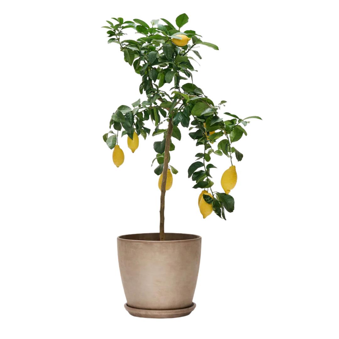 Yaşam alanınıza doğayı taşıyın! Fidanistanbul da %60 a varan indirim başladı 4