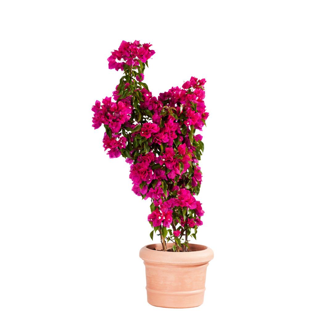 Yaşam alanınıza doğayı taşıyın! Fidanistanbul da %60 a varan indirim başladı 5