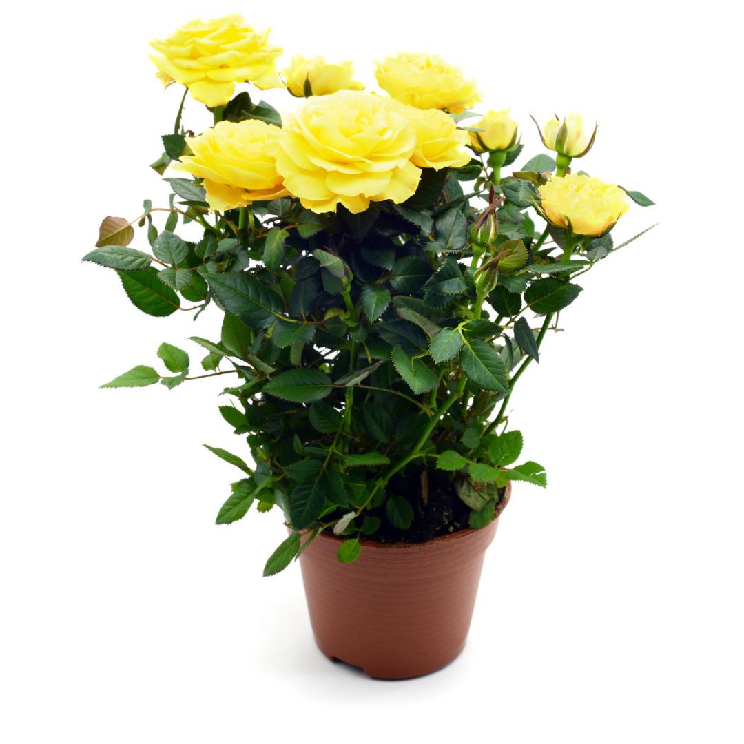 Yaşam alanınıza doğayı taşıyın! Fidanistanbul da %60 a varan indirim başladı 6