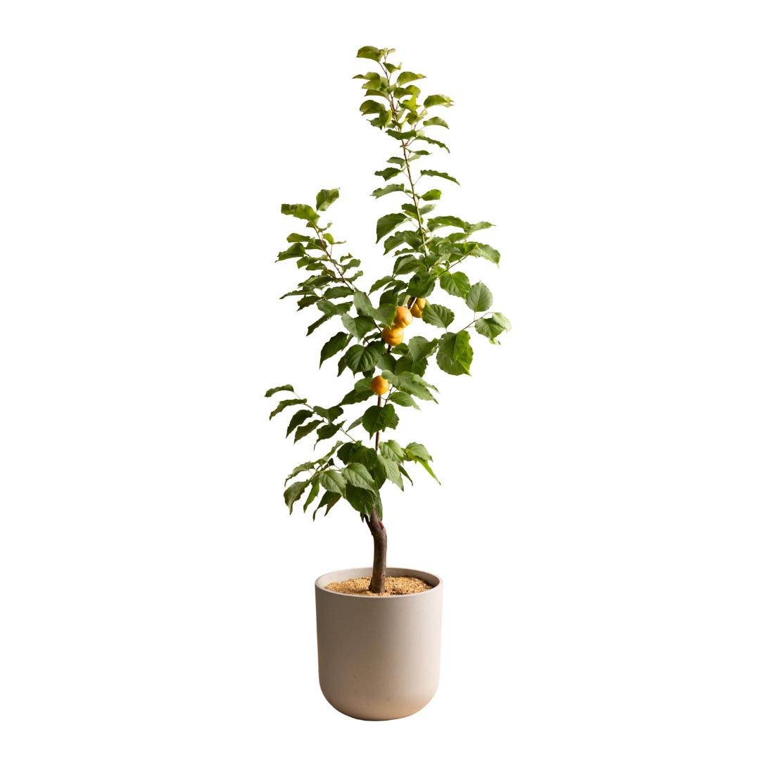 Yaşam alanınıza doğayı taşıyın! Fidanistanbul da %60 a varan indirim başladı 7