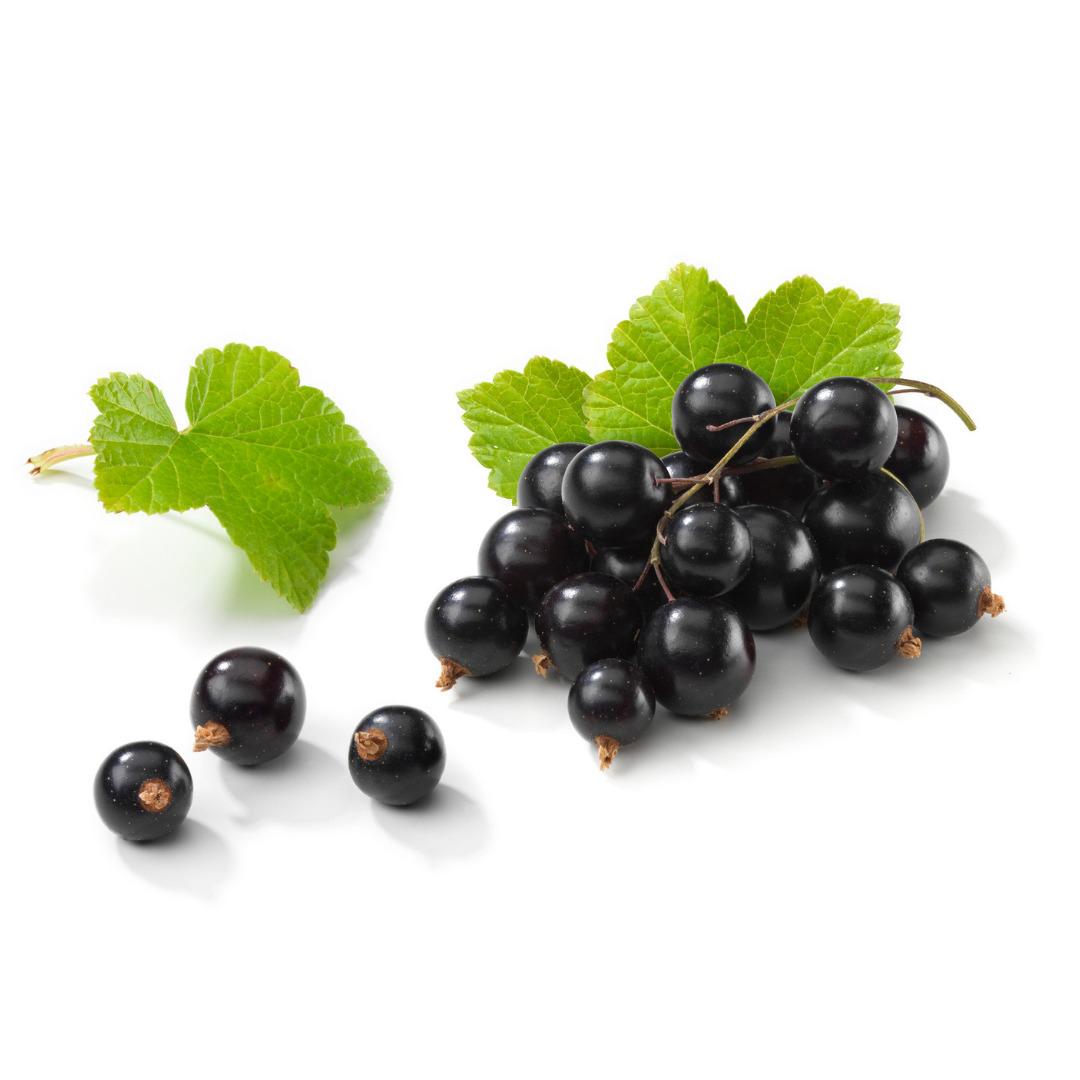 Yaşam alanınıza doğayı taşıyın! Fidanistanbul da %60 a varan indirim başladı 8