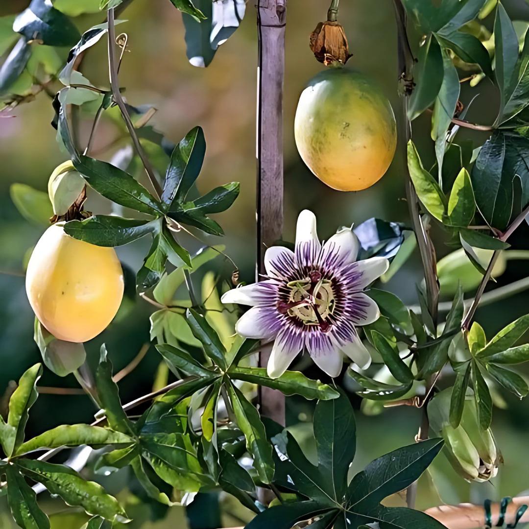 Yaşam alanınıza doğayı taşıyın! Fidanistanbul da %60 a varan indirim başladı 10