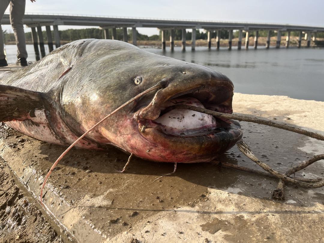 Meriç Nehri nde yakalandı, 1 saatte kıyıya çıkarıldı 2