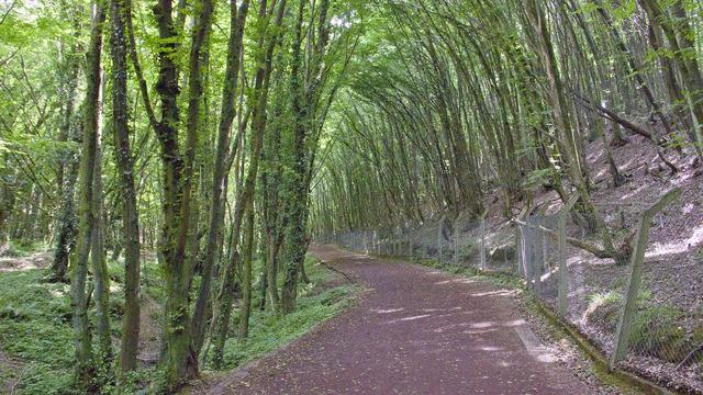 Şehrin İçinde Doğayla Buluşma Noktası: Beykoz Korusu