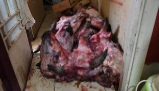 Ekipler yumurta ihbarı üzerine gitti, bu manzarayla karşılaştı!