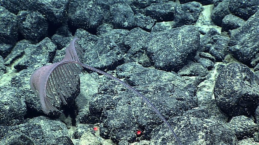 Dünyanın en aktifi: Sualtı yanardağı 'Balon gibi' şişti! 1 günde 2000'den fazla deprem hissedildi