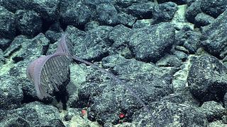 Dünyanın en aktifi: Sualtı yanardağı 'Balon gibi' şişti! 1 günde 2000'den fazla deprem hissedildi