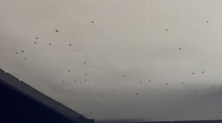 Türkiye'de bir şehir resmen istila altında! Gece çökünce 'Vampir kelebek' kabusu başlıyor G2